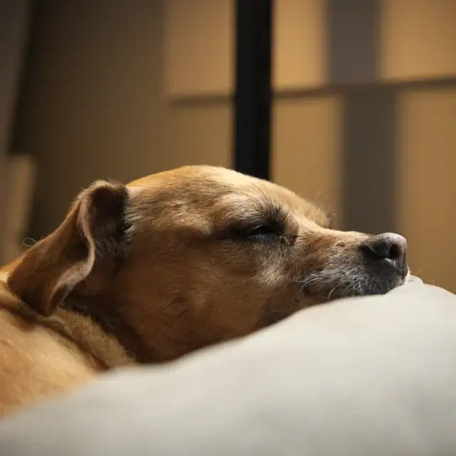A peaceful dog is sleeping on a white pillow in a cozy indoor setting, with soft lighting creating a calm atmosphere.