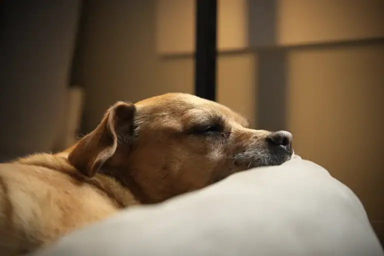 A peaceful dog is sleeping on a white pillow in a cozy indoor setting, with soft lighting creating a calm atmosphere.