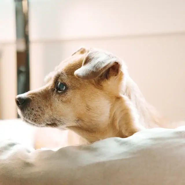 Cute puppy with blue eyes gazing out the window, resting on a soft cushion in a cozy home setting.