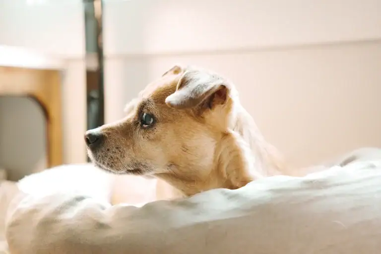 Cute puppy with blue eyes gazing out the window, resting on a soft cushion in a cozy home setting.