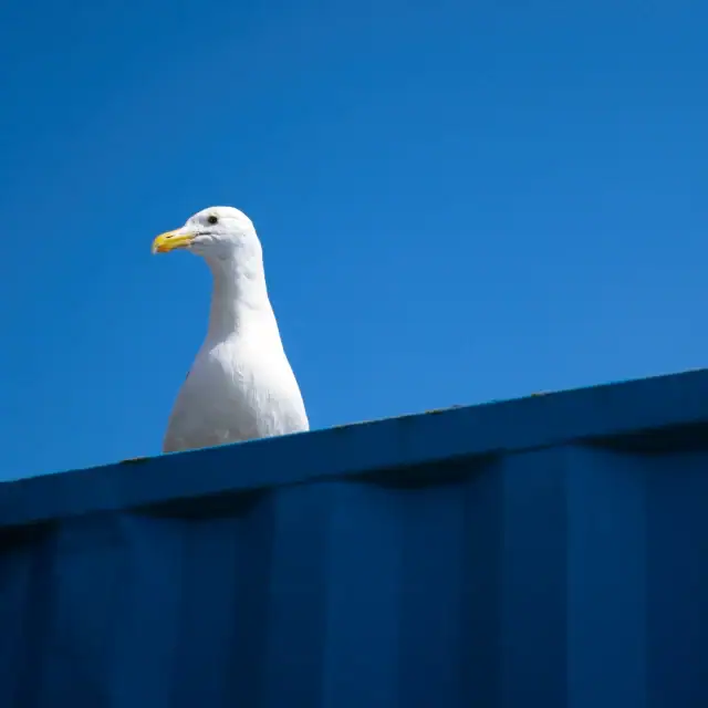 A seagull with white feathers and a yellow beak peeks over a blue container against a clear blue sky.