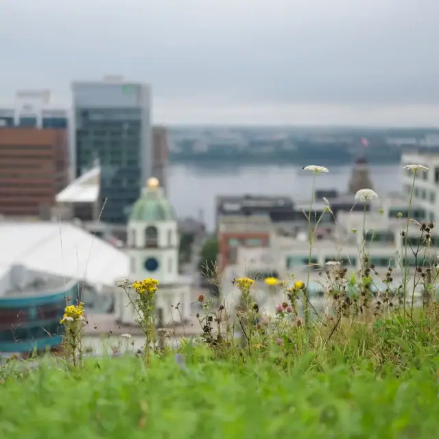 A city skyline with modern buildings and a river in the background, viewed from a grassy area with wildflowers in the foreground.