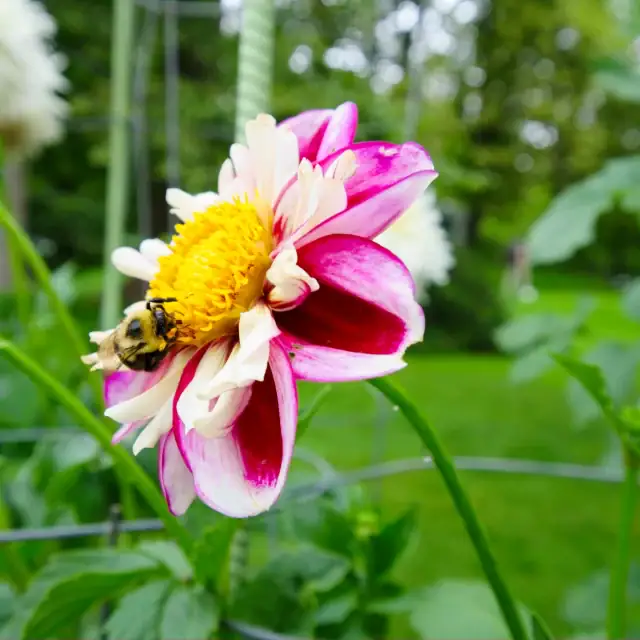 Close-up of a pink and white flower with a bee collecting nectar in a garden setting.
