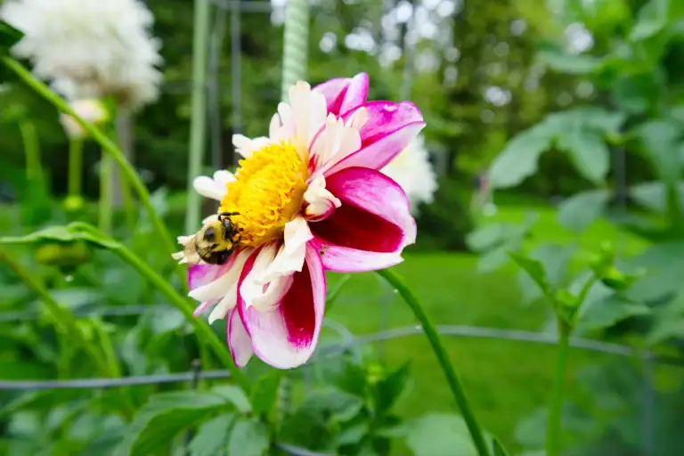 Close-up of a pink and white flower with a bee collecting nectar in a garden setting.