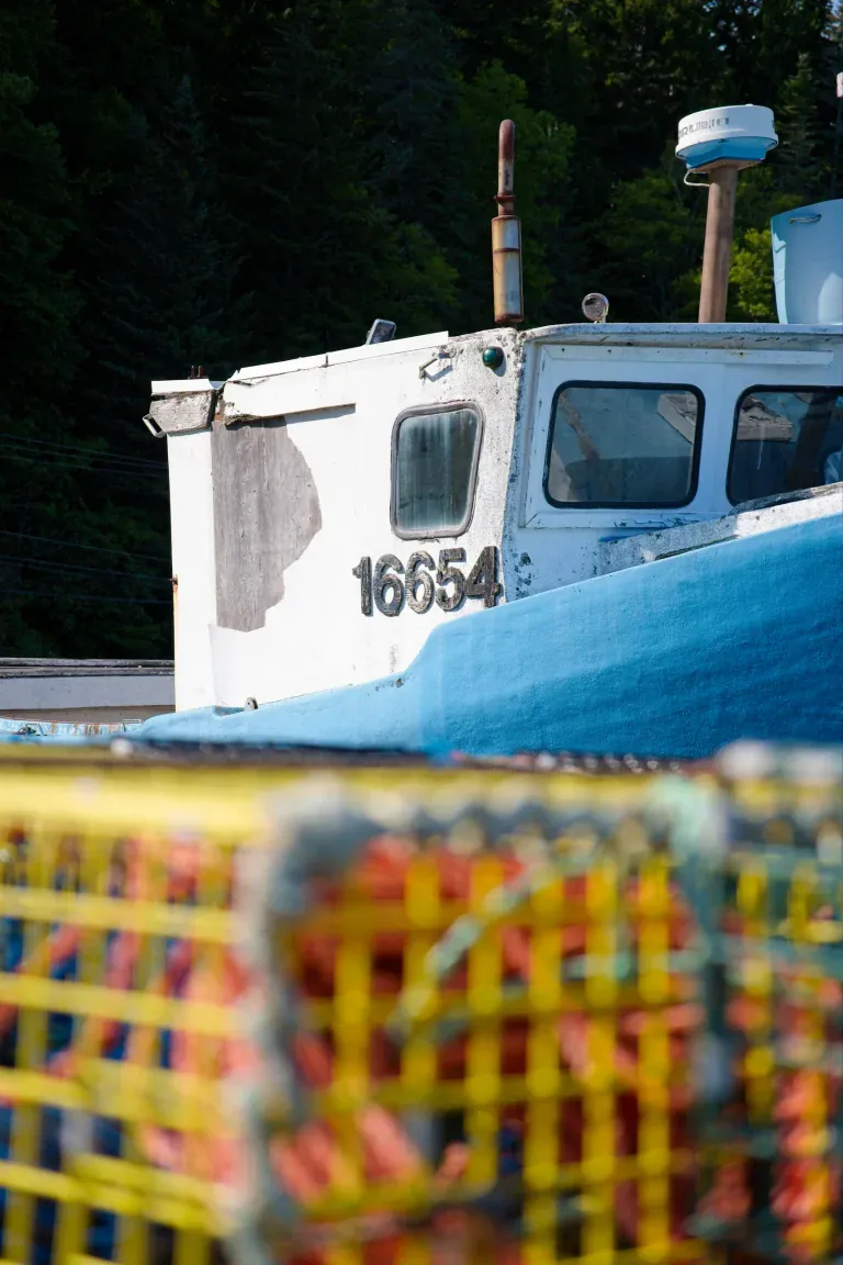 Close-up of a white and light blue fishing boat with the number 16654 on the cabin, foreground shows yellow safety netting, and dark forest background.