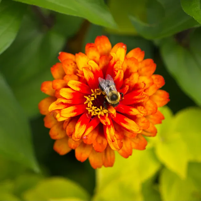 Close-up of a vibrant orange zinnia flower with a bee resting on its yellow center, surrounded by green leaves.