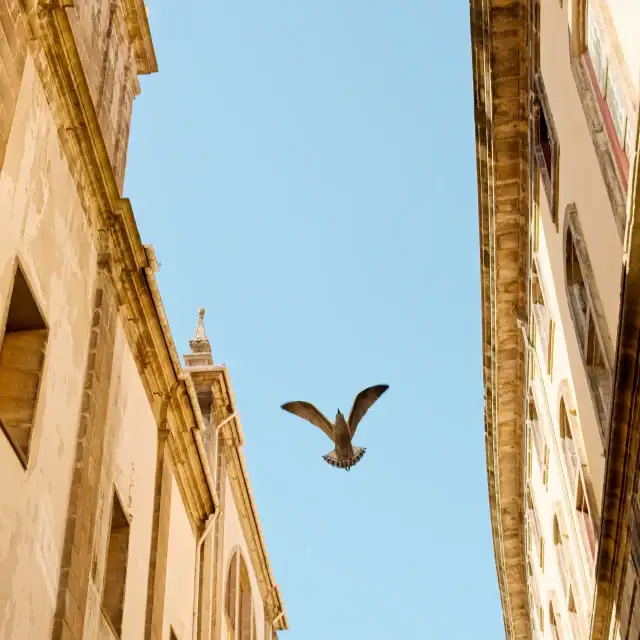 City street with tall beige stone buildings and a bird in flight against a clear blue sky.