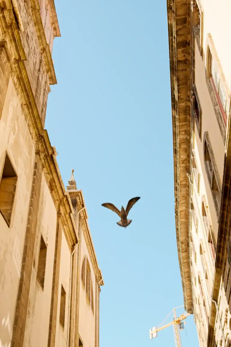 City street with tall beige stone buildings and a bird in flight against a clear blue sky.